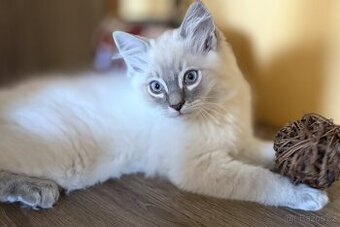 Nádherný Ragdoll kocourek bez PP