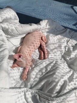 Kanadský sphynx