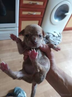 Prodam stene staford - pitbull