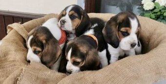 Bígl tricolor