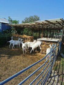 Koza "Česká bílá krátkosrstá". - 1