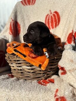 Labradorský retriever štěňata s PP- hnědá