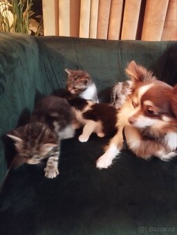 Kotatka k odberu 23.12 krizenci sphynx