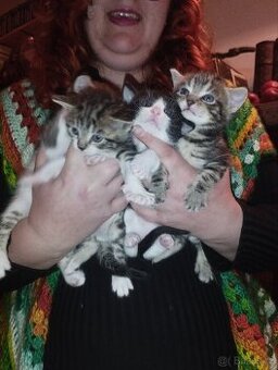 Kotatka k odberu 23.12 krizenci sphynx