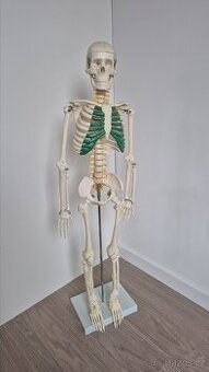 Kostra člověka, lidská kostra, skelet - model