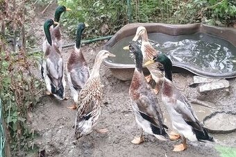 Indický běžec - kačeři