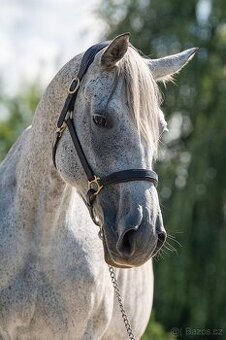 Luxusní klisna do chovu a rekreaci