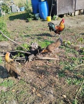 Zlatá česká kropenka