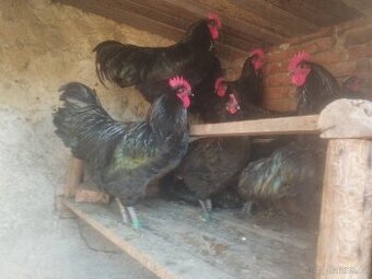 Kohouty Australky černé velké