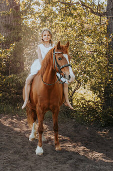 universální kobylka