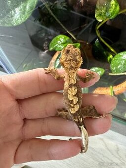 Mláďata pagekona řasnatého