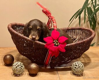 Jezevčík dlouhosrstý