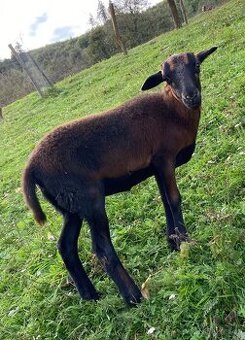 Kamerunska jehnička