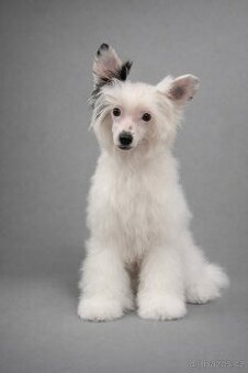 Čínsky chocholatý pes- labutienka s rodokmeňom