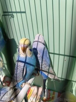 Prodám duhové andulky - 1