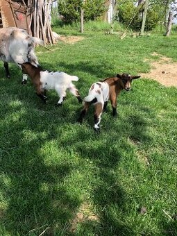 Holandská zakrslá koza