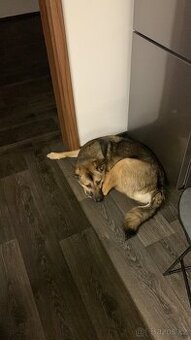 Daruji roční fenku