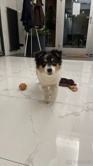 Chvs nabízí štěňátka australských ovčáků s PP