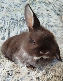 Minilop - anglický zakrslý beránek s VP