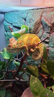 Chameleon jemenský (4,5 roku) + kompletní výbava (vč. flexár