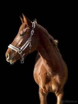 Krásná dvouletá kobylka na prodej