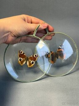 Motýl v kulatém skleněném rámu. Retro dekorace.