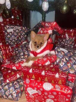 Prodám stěně pomerian X yorkshire