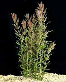 Akvarijni rostlinky (Rotala Rotundifolia) - 1