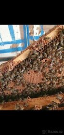 Sháním včelstva
