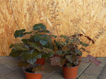 Dlužicha (Heuchera).
