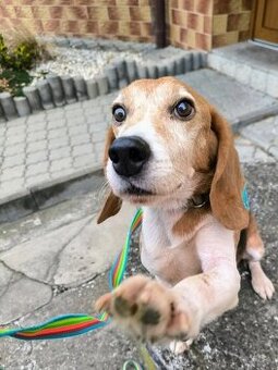 ADOPTUJ PIŠTU - ADOPTUJ VÍTR