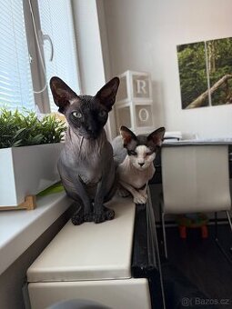 Kocouři Sphynx