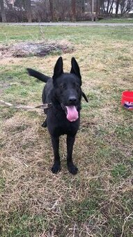 Kříženec německého ovčaka s černým labradorem