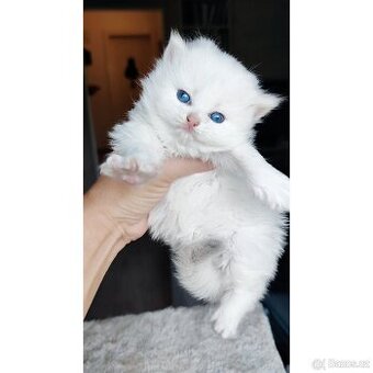Britská koťata❤️extra kvalita