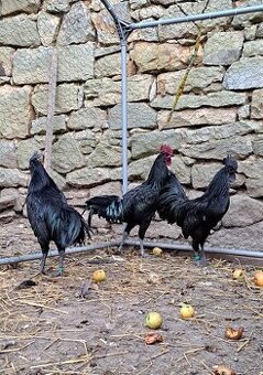 Kohouti Ayam Cemani, Cemanky, Cemanské slepice