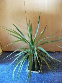 Velké  pokojové květiny