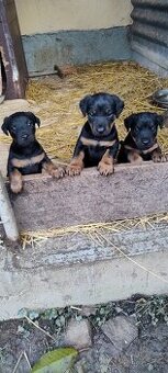 Štěňata Jagdterier - bez PP