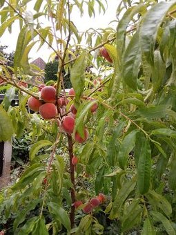 Broskvoň BENEDICTE podnož ADESOTO