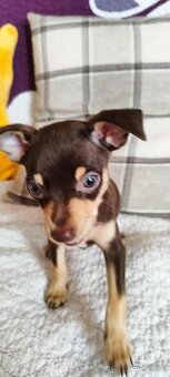 Pražský krysařík