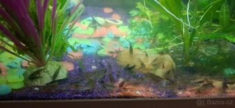 Krevetky sladkovodní