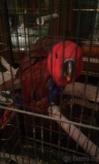 Hendikep papousci zdarma nebo levné