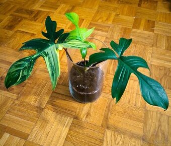 Philodendron Florida Beauty