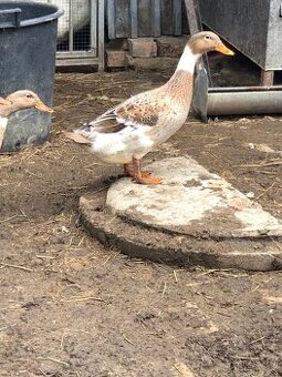 Indický běžec kříženec