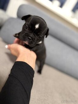 Francouzský buldoček