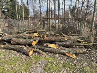 Třešňové dřevo na uzení nebo grilování