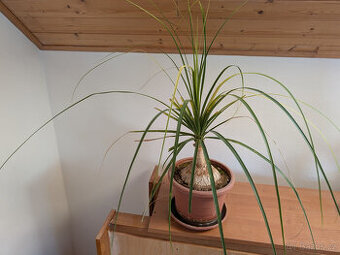 Rostlina sloní noha (Beaucarnea Recurvata)