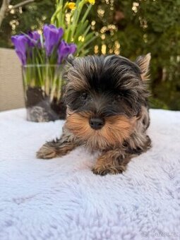 Jorkširský teriér s pp Choco