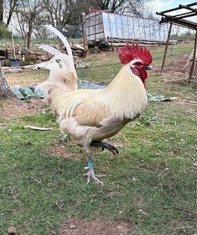 Násadová vejce slepice – Bresse | čistokrevný chov