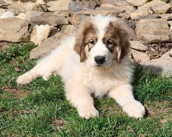 Tornjak - Štěňátko - pejsek s PP