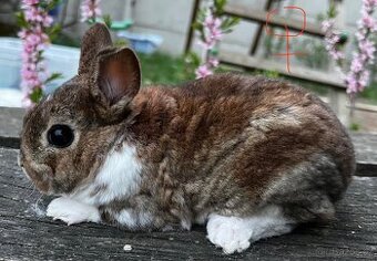 Zakrslý rex